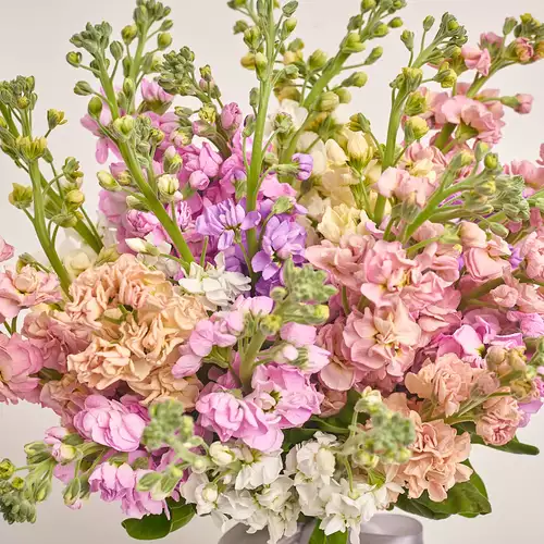 Зображення товару Букет 25 Матіол мікс, пакування: Блакитна, артикул: 3416