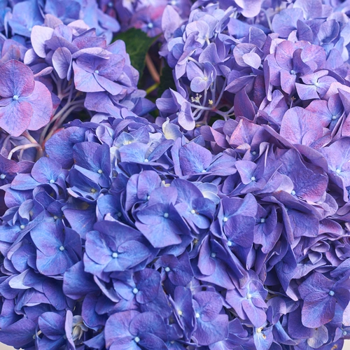 Зображення товару Букет 9 Фіолетових Гортензій, пакування: Біла, артикул: 3417