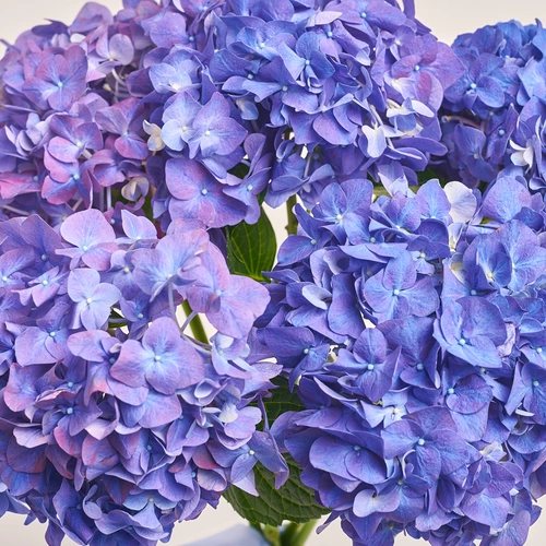 Зображення товару Букет 5 Фіолетових Гортензій, пакування: Прозора, артикул: 3418