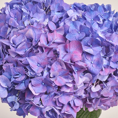 Product image Bouquet of 3 Purple Hydrangeas, packaging: Gradiens light blue, vendor code: 3419