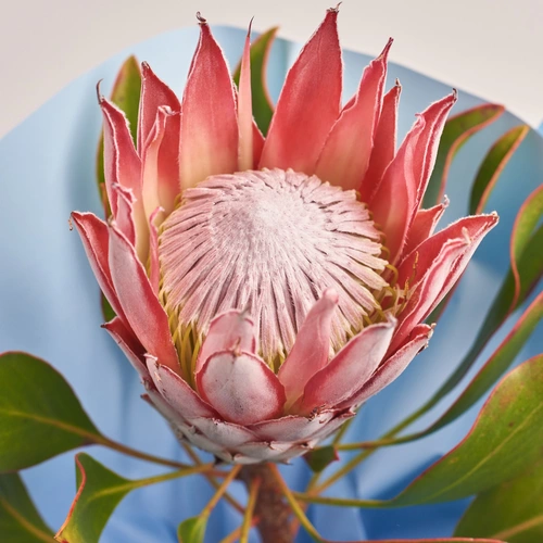 Product image Bouquet of 1 Protea, packaging: Gradiens blue, vendor code: 3420