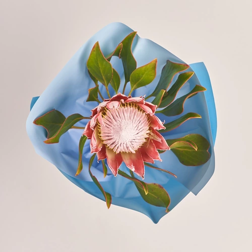 Product image Bouquet of 1 Protea, packaging: Gradiens blue, vendor code: 3420