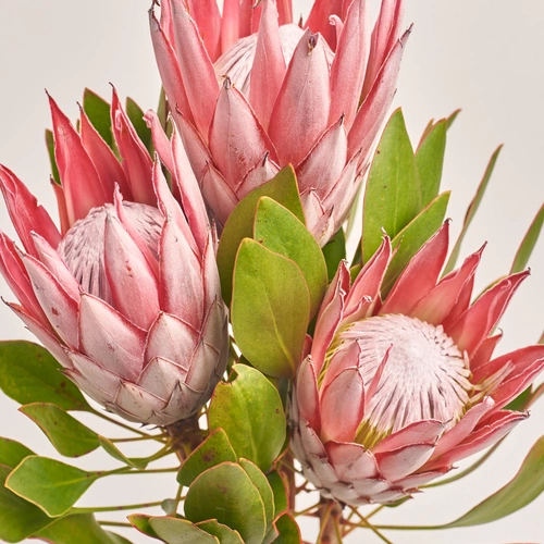 Зображення товару Букет 3 Протеї, пакування: Графітова, артикул: 3421