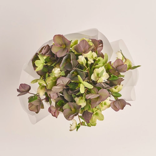 Product image Bouquet of 15 Helleboruses mix, packaging: Transparent, vendor code: 3422