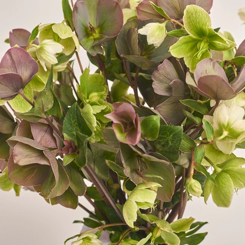 Product image Bouquet of 15 Helleboruses mix, packaging: Transparent, vendor code: 3422