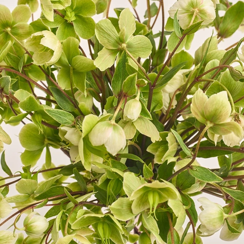 Product image Bouquet of 15 Green Helleboruses, packaging: Gray, vendor code: 3423