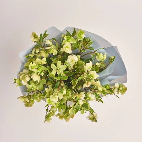 Product image Bouquet of 15 Green Helleboruses, packaging: Gray, vendor code: 3423