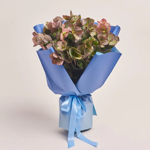 Product image Bouquet of 15 Red Helleboruses, packaging: Gradiens blue, vendor code: 3424