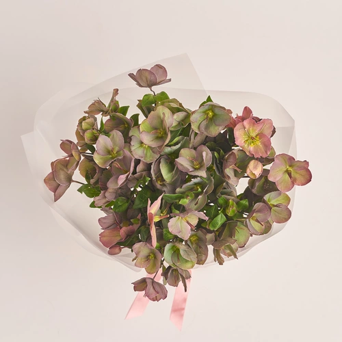 Product image Bouquet of 15 Red Helleboruses, packaging: Transparent, vendor code: 3424