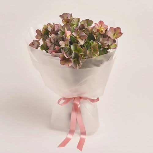 Product image Bouquet of 15 Red Helleboruses, packaging: Transparent, vendor code: 3424