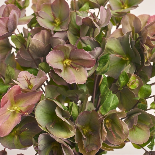 Product image Bouquet of 15 Red Helleboruses, packaging: Gradiens blue, vendor code: 3424