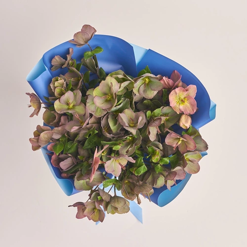 Product image Bouquet of 15 Red Helleboruses, packaging: Gradiens blue, vendor code: 3424