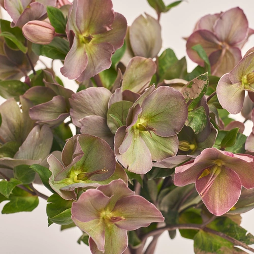 Product image Bouquet of 9 Red Helleboruses, packaging: White, vendor code: 3425