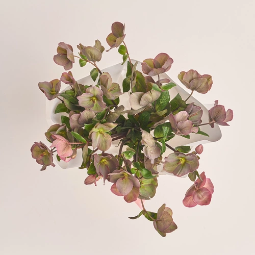 Product image Bouquet of 9 Red Helleboruses, packaging: White, vendor code: 3425