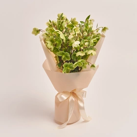 Bouquet of 9 Green Helleboruses