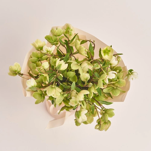 Product image Bouquet of 9 Green Helleboruses, packaging: Peach, vendor code: 3426