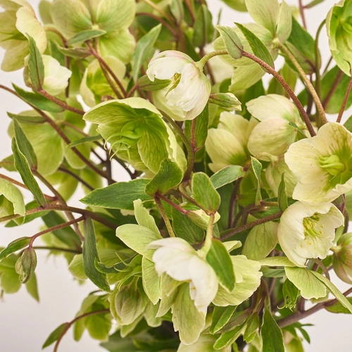 Product image Bouquet of 9 Green Helleboruses, packaging: Peach, vendor code: 3426