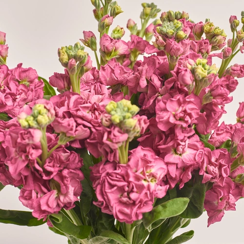 Product image Bouquet of 15 Matthioles Cherry, packaging: Gradiens pink, vendor code: 3427