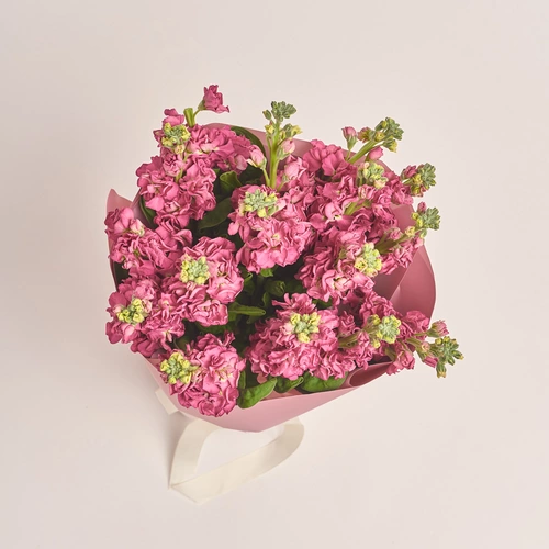 Product image Bouquet of 15 Matthioles Cherry, packaging: Gradiens pink, vendor code: 3427