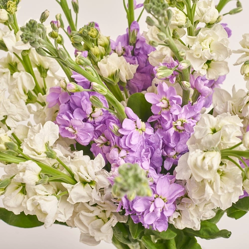 Product image Bouquet of 15 doublecoloured Matthioles mix, packaging: Purple, vendor code: 3428