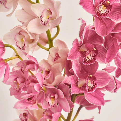Product image Bouquet of 3 Cymbidium's branches mix, packaging: White, vendor code: 3429