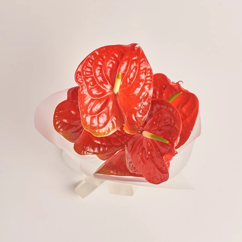 Зображення товару Букет 5 Червоних Антуріумів, пакування: Прозора, артикул: 3430