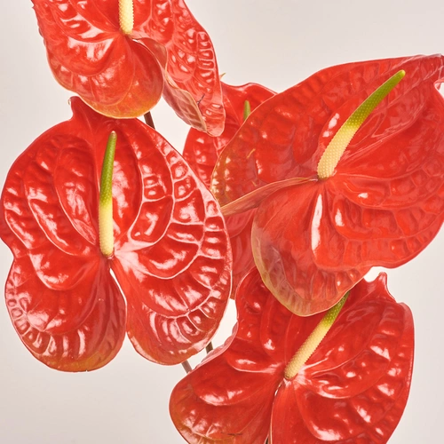 Зображення товару Букет 5 Червоних Антуріумів, пакування: Прозора, артикул: 3430