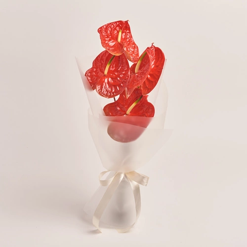 Product image Bouquet of 5 Red Аnthuriums, packaging: Transparent, vendor code: 3430