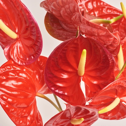 Зображення товару Букет 9 Червоних Антуріумів, пакування: Кафін рожевий, артикул: 3431