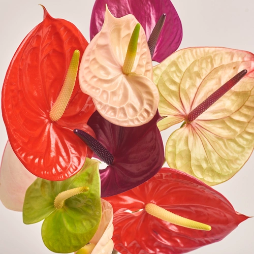 Product image Bouquet of 9 Аnthuriums mix, packaging: Transparent, vendor code: 3432