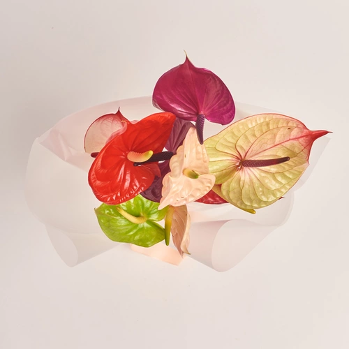 Product image Bouquet of 9 Аnthuriums mix, packaging: Transparent, vendor code: 3432