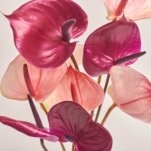 Зображення товару Букет 9 Антуріумів Двохколірний мікс, пакування: Кафін рожевий, артикул: 3433