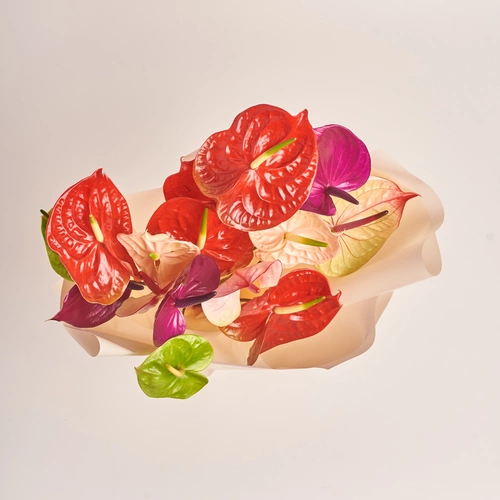 Product image Bouquet of 15 Аnthuriums mix, packaging: Peach, vendor code: 3434