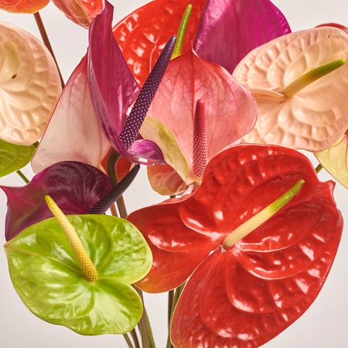 Product image Bouquet of 15 Аnthuriums mix, packaging: Peach, vendor code: 3434