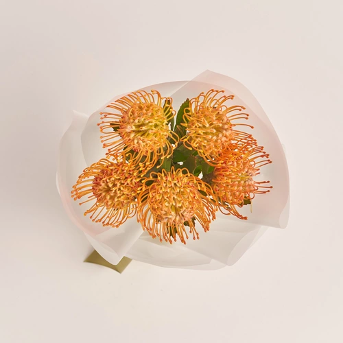 Зображення товару Букет 5 Леукаспермумів, пакування: Прозора, артикул: 3435