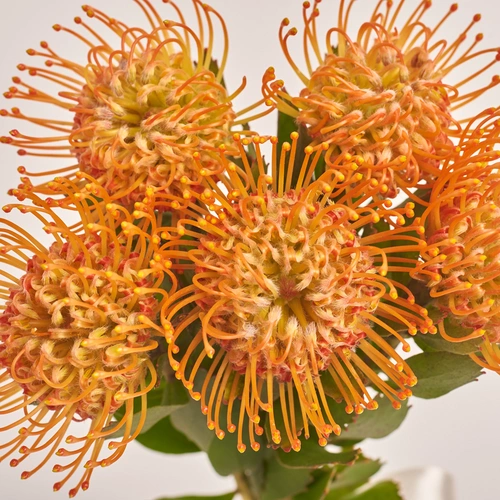 Product image Bouquet of 5 Leucospermums, packaging: Transparent, vendor code: 3435