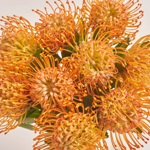 Product image Bouquet of 9 Leucospermums, packaging: Gradiens blue, vendor code: 3436