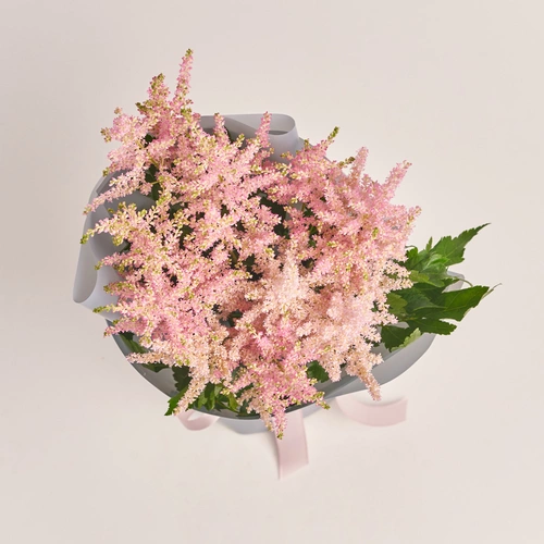 Product image Bouquet of 15 Pink Astilbes, packaging: Gray, vendor code: 3437