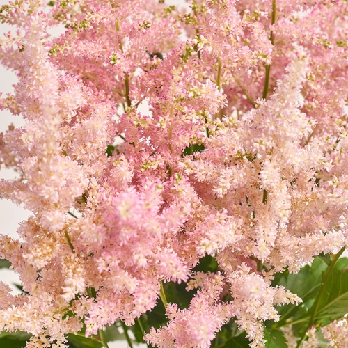 Product image Bouquet of 15 Pink Astilbes, packaging: Gray, vendor code: 3437
