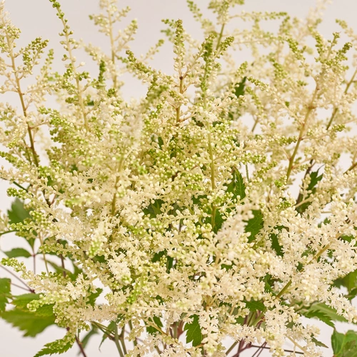 Product image Bouquet of 15 White Astilbes, packaging: Gradiens pink, vendor code: 3438