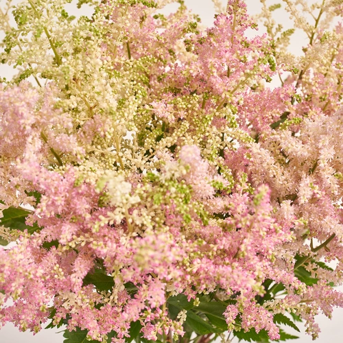 Product image Bouquet of 25 Astilbes mix, packaging: White, vendor code: 3439