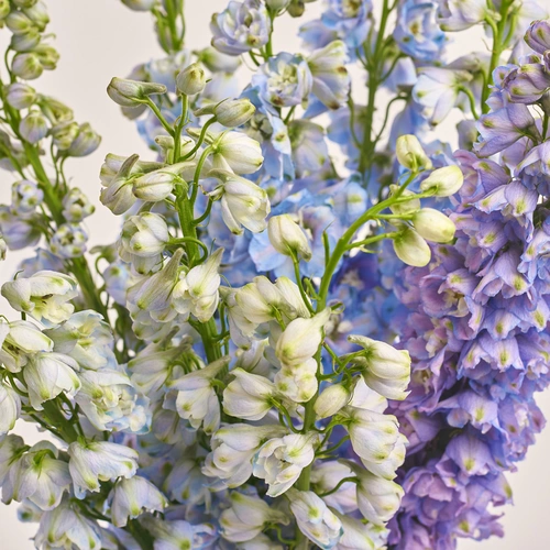 Зображення товару Букет 9 Дельфініумів мікс, пакування: Градієнт фіолетовий, артикул: 3440