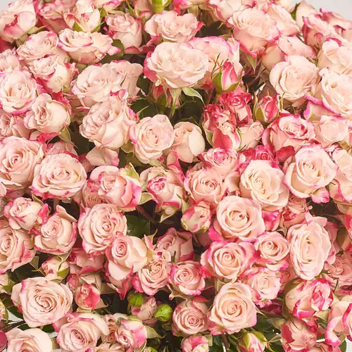 Product image Bouquet of 51 Reflex Spray Roses, packaging: Pink, vendor code: 3441