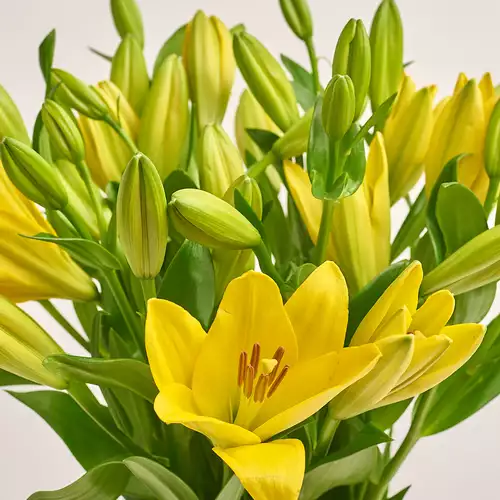 Product image Bouquet of 9 Yellow Lilies, packaging: Gray, vendor code: 3442