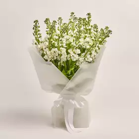 Bouquet of 25 White Matthioles