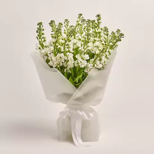 Product image Bouquet of 25 White Matthioles, packaging: Transparent, vendor code: 3443