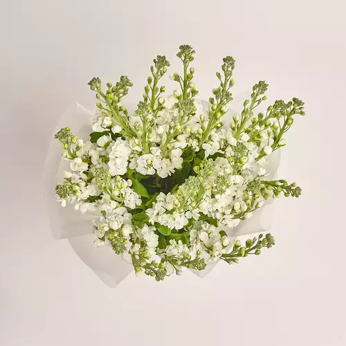 Product image Bouquet of 25 White Matthioles, packaging: Transparent, vendor code: 3443