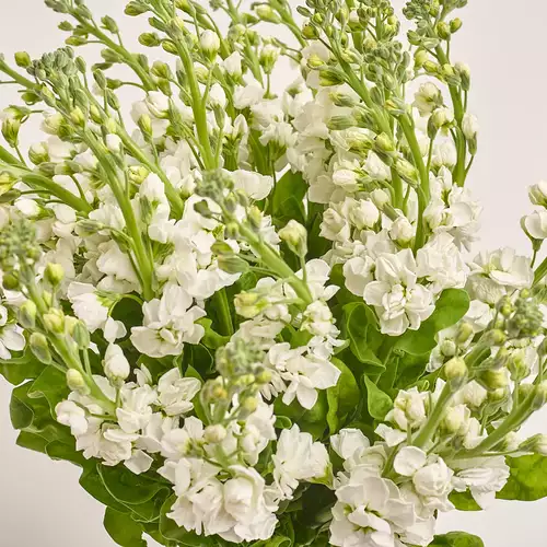 Product image Bouquet of 25 White Matthioles, packaging: Transparent, vendor code: 3443