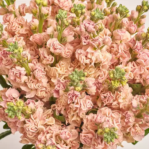 Зображення товару Букет 25 Кремових Матіол, пакування: Градієнт блакитний, артикул: 3444