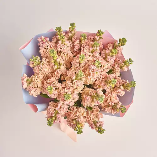 Product image Bouquet of 25 Cream Matthioles, packaging: Gradiens light blue, vendor code: 3444